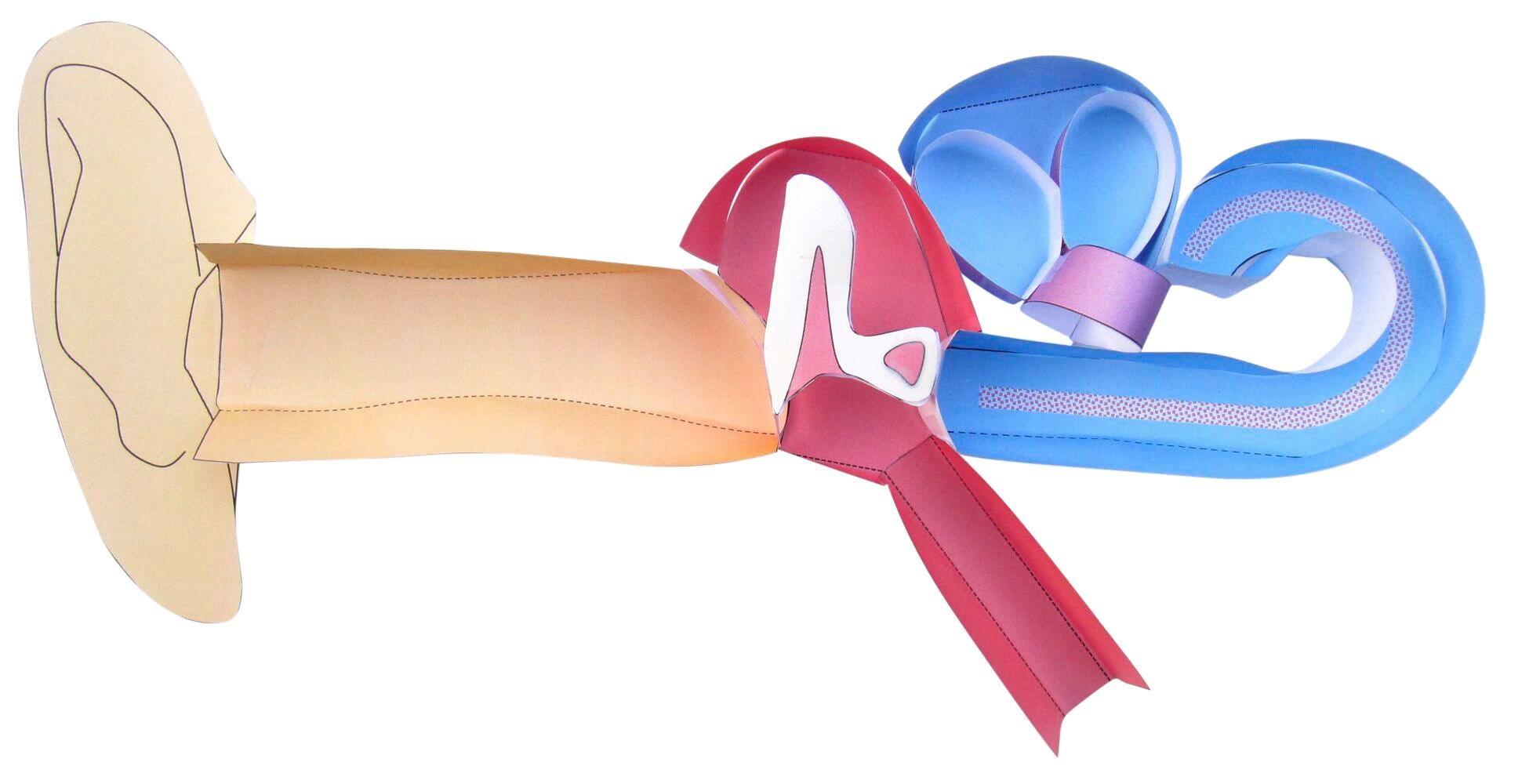 NewPath Learning Human Ear 3-D Model Kit, 1 Teacher Guide and 5 Student Guides 2087414