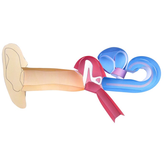 NewPath Learning Human Ear 3-D Model Kit, 1 Teacher Guide and 5 Student Guides