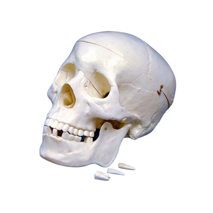 United Scientific Human Skull Model