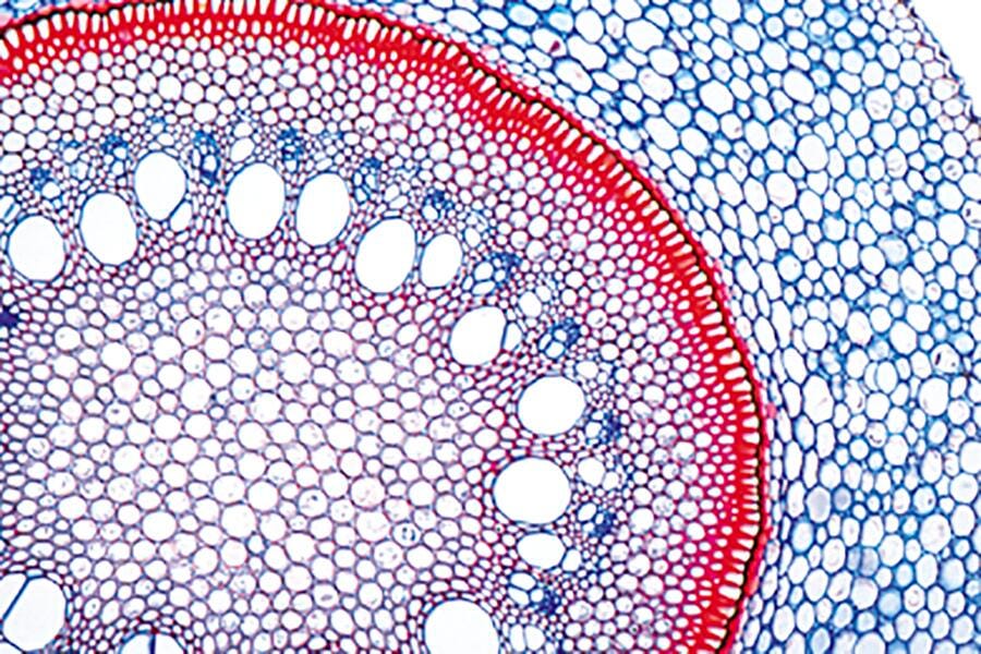 Individual Lab Slides, Item Number 567116