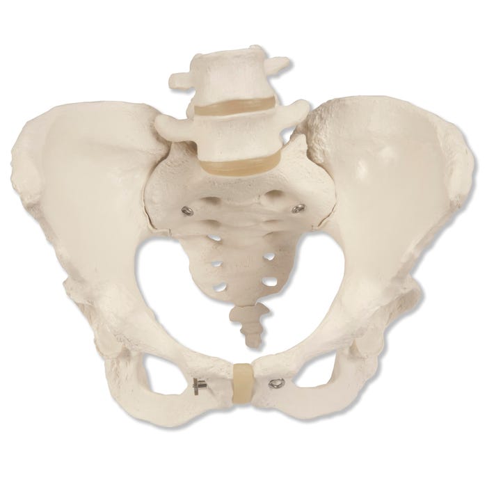 3B Scientific Female Skeleton Pelvis Model