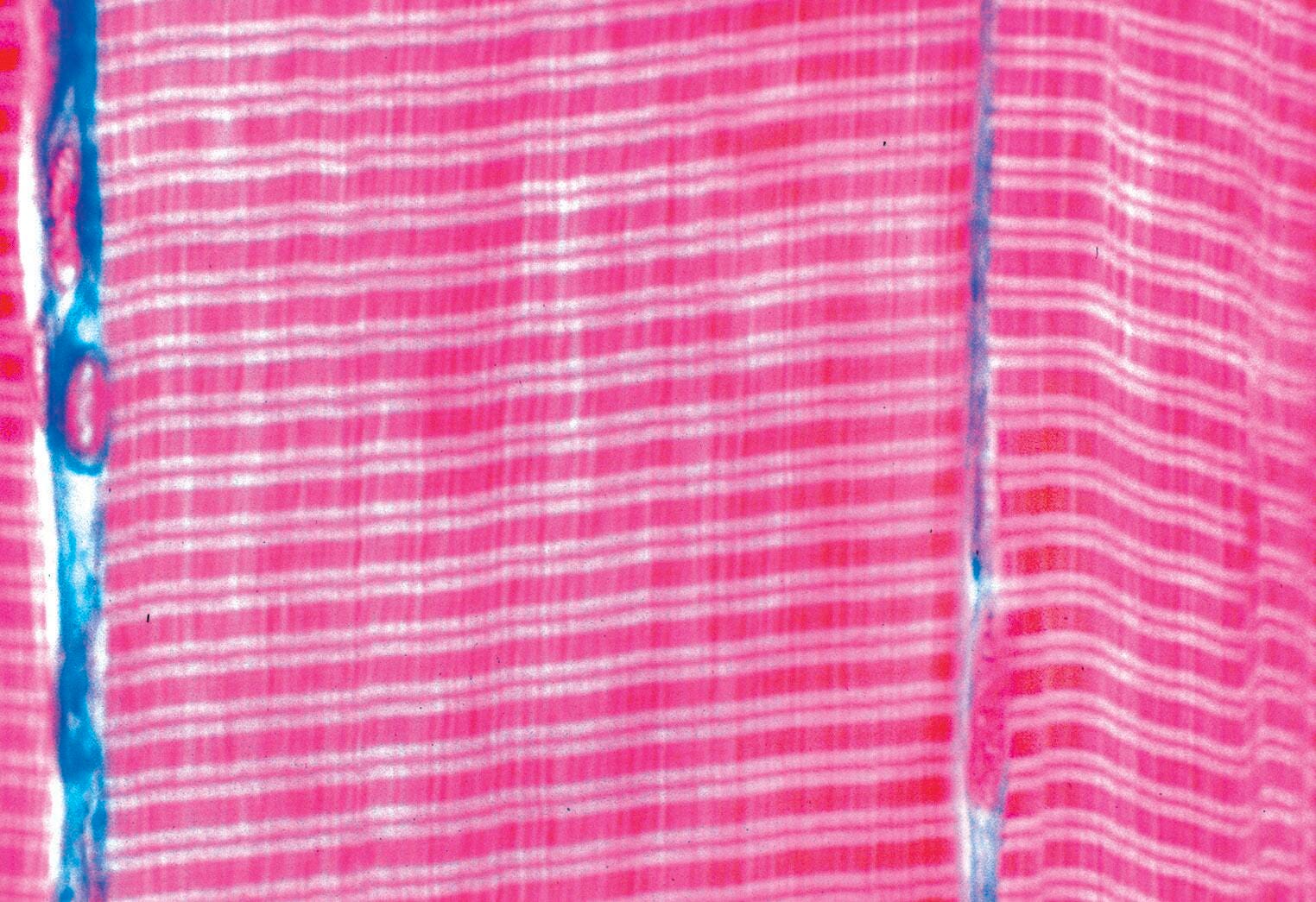 Johannes Lieder All About Me Prepared Slides, Set of 6, Item Number 529431