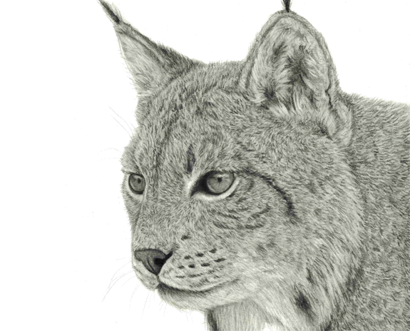 Charcoal drawing of a bobcat.