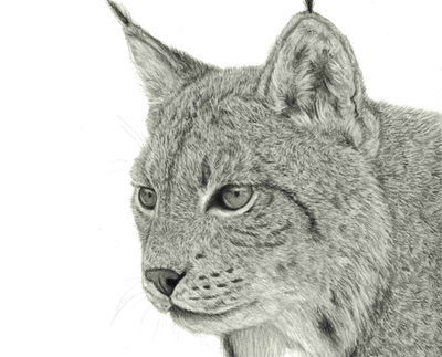 Drawn Artwork