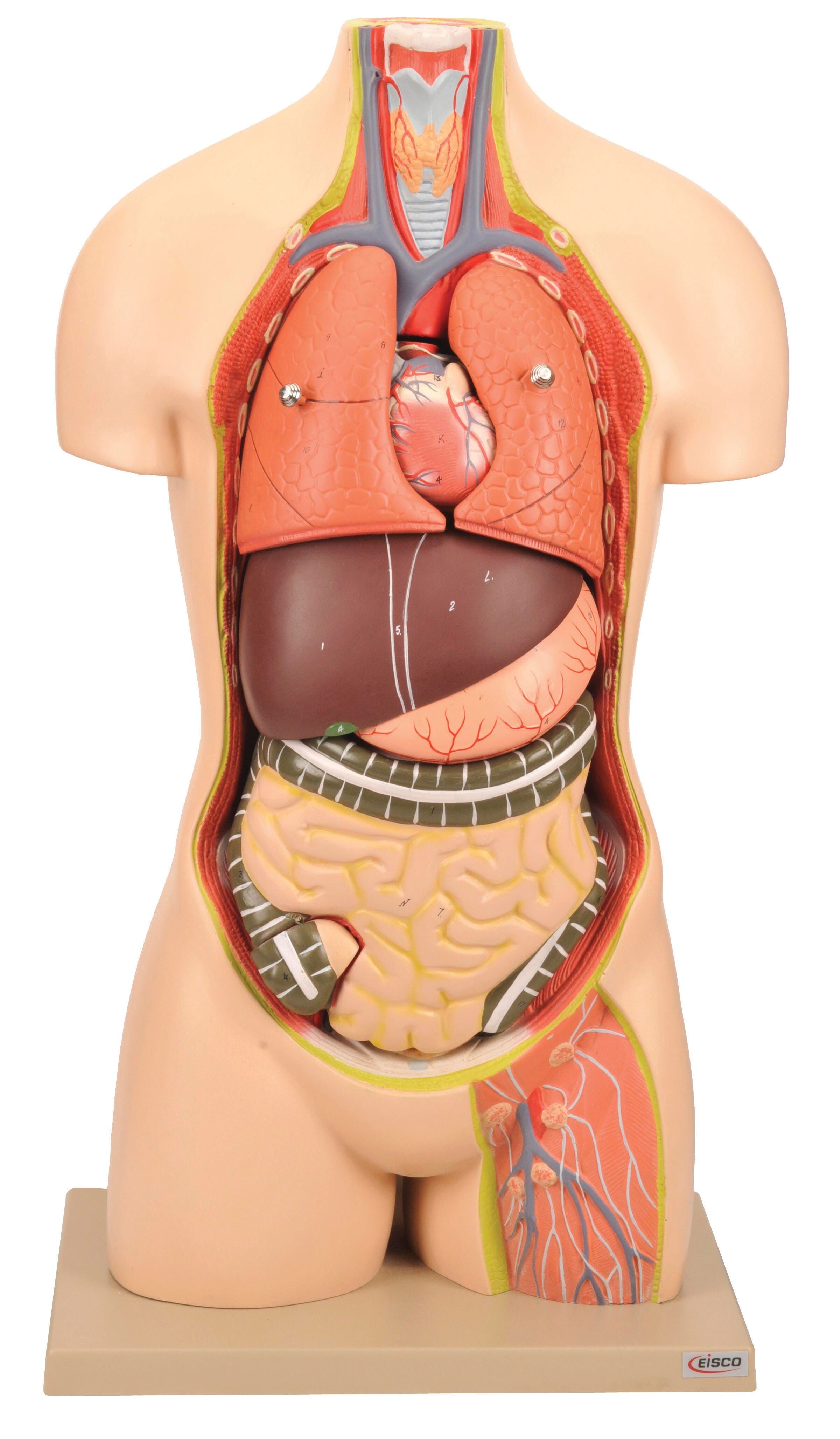 Anatomical Models