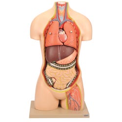Lab and Anatomical Models, Item Number 1498945
