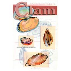 Frey Scientific Mini-Guide to Clam Dissection 597006