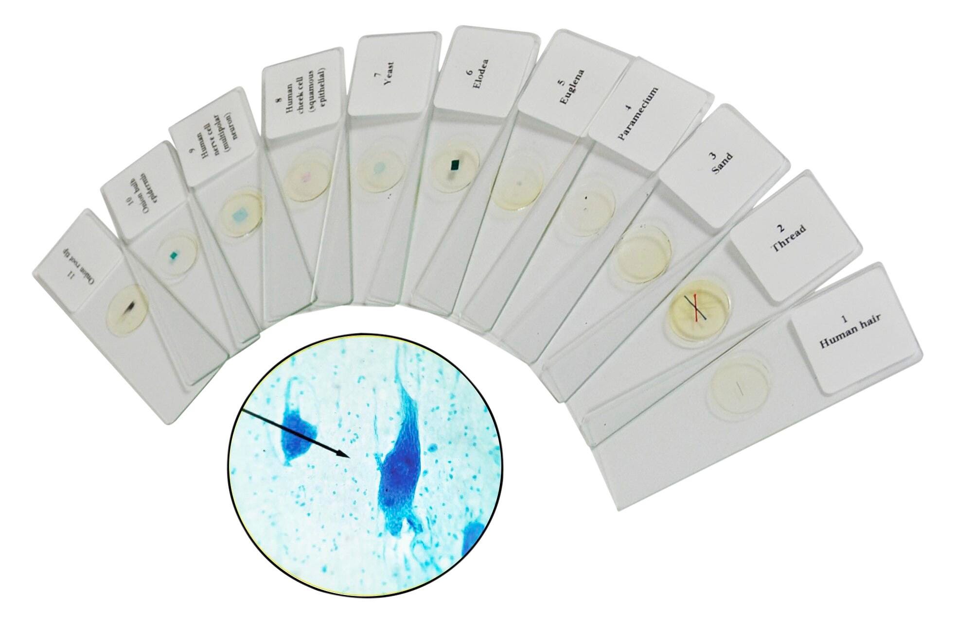 Image for Innovating Science Cells It's Alive! A Guided Inquiry, Refill from School Specialty
