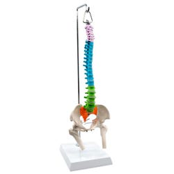 Lab and Anatomical Models, Item Number 2040023