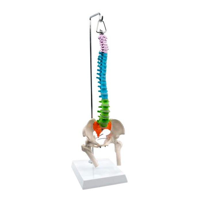 Eisco Labs Spinal Column Model with Pelvis & Femur Detail, 1/2 Natural Size