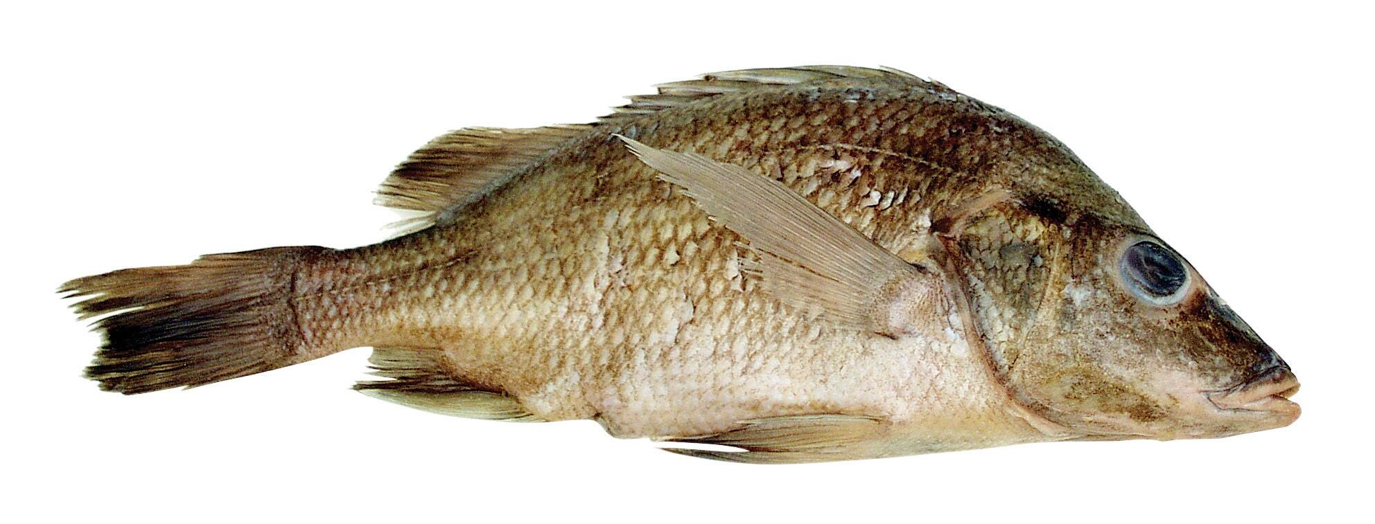 Frey Scientific Choice Single-Injected Preserved Perch, 9 - 12 in Wet, Mexican Gray, Pack of 50, Item Number 597594