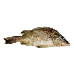 Frey Scientific Choice Single-Injected Preserved Perch, 9 - 12 in Wet, Mexican Gray, Pack of 50, Item Number 597594