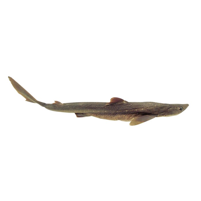 Frey Scientific Choice Preserved Sharks, Double Injected, 22 to 27 Inches, Vacuum Sealed Pack of 10