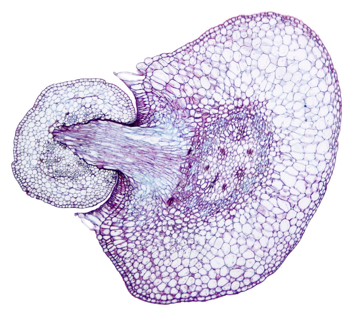 Individual Lab Slides, Item Number 567134