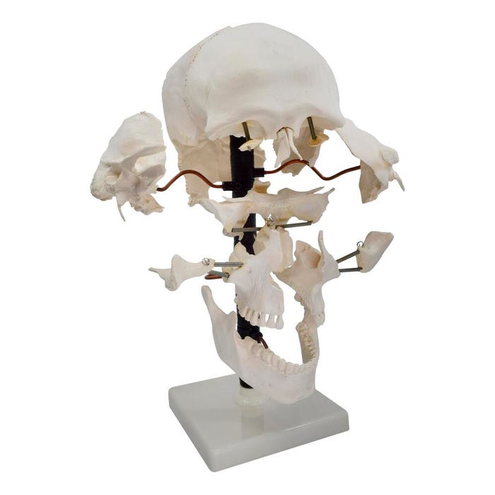 Eisco Labs Beauchene Skull Model, 22 Parts, Mounted on Stand, Natural Size