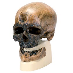 3B Scientific Cro-Magnon Skull