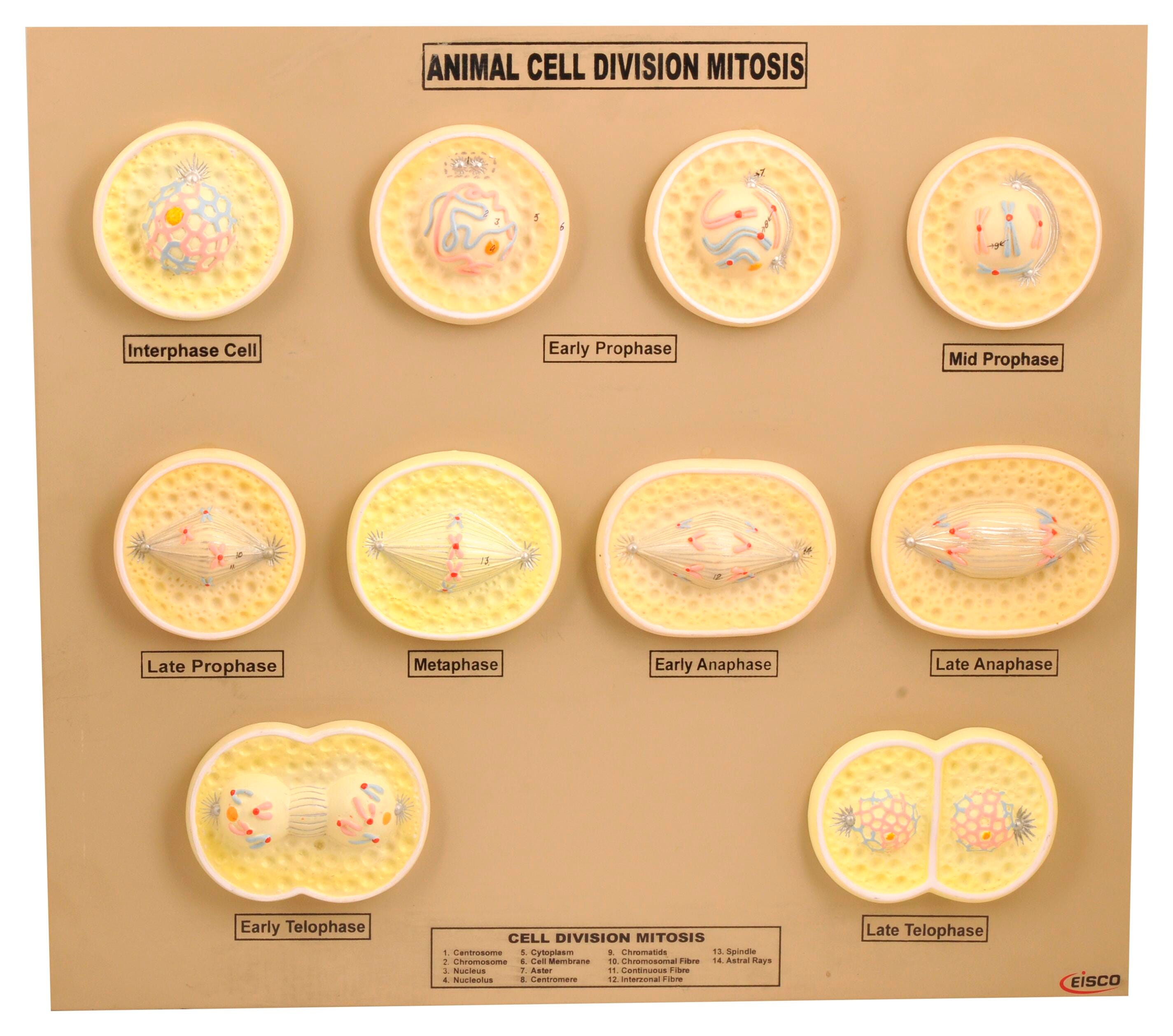 Cell Biology, Item Number 2012067