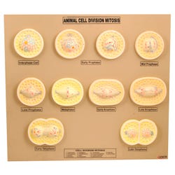 Cell Biology, Item Number 2012067