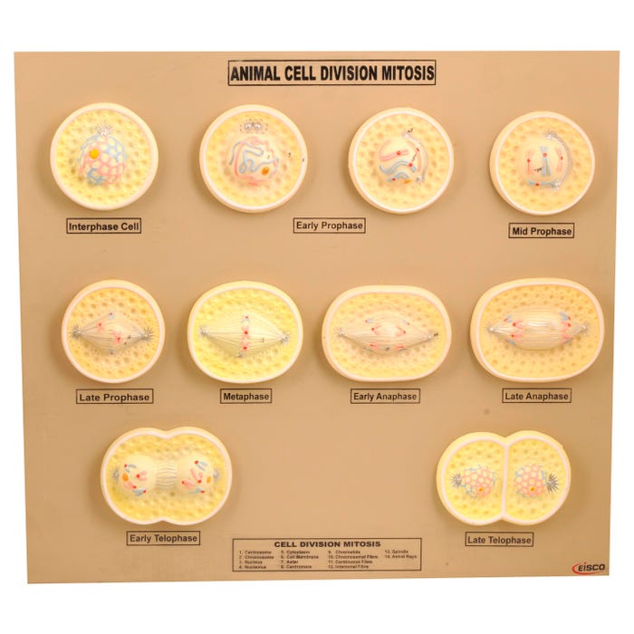 EISCO Animal Cell Mitosis Model