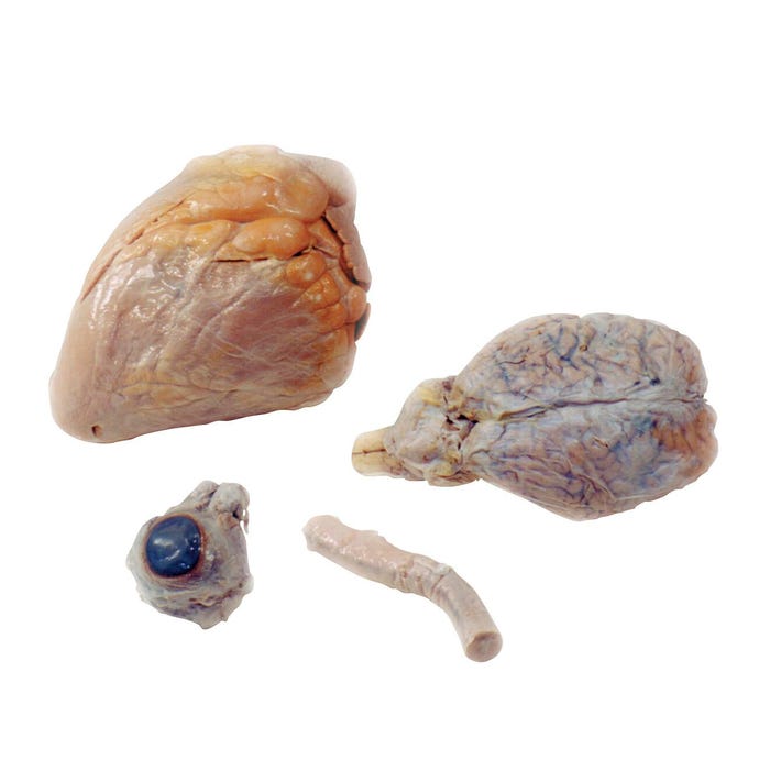 Frey Scientific Choice Preserved Cow Organs, Set of 4