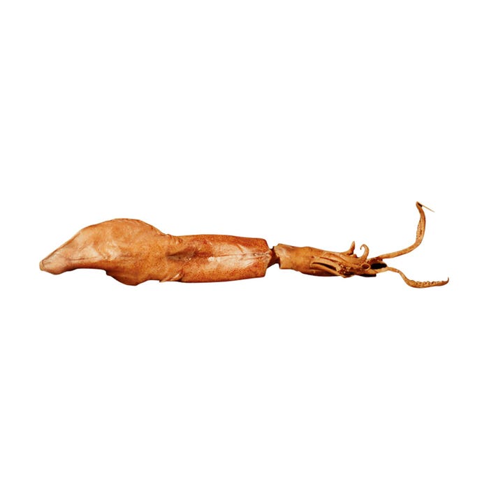 Frey Scientific Choice Preserved Squid, 8 to 11 Inches, Vacuum Sealed