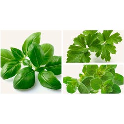 FullCircle26 Entrepreneurship with Aromatic Herbs Pod Bundle