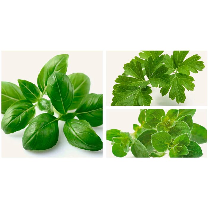 FullCircle26 Entrepreneurship with Aromatic Herbs Pod Bundle