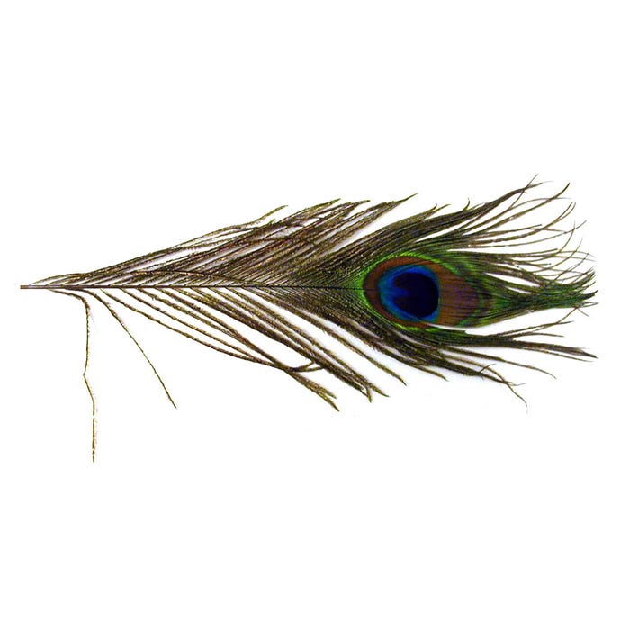 Delta Education Peacock Feathers - Pack of 5
