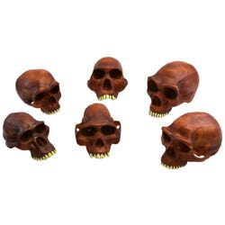 Lab and Anatomical Models, Item Number 2011721