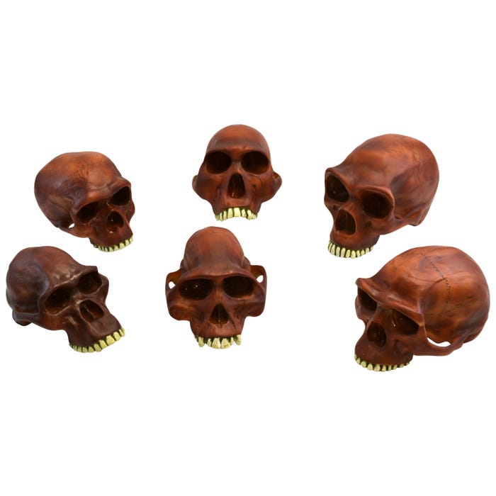 EISCO Prehistoric Skulls Model, Set of 6