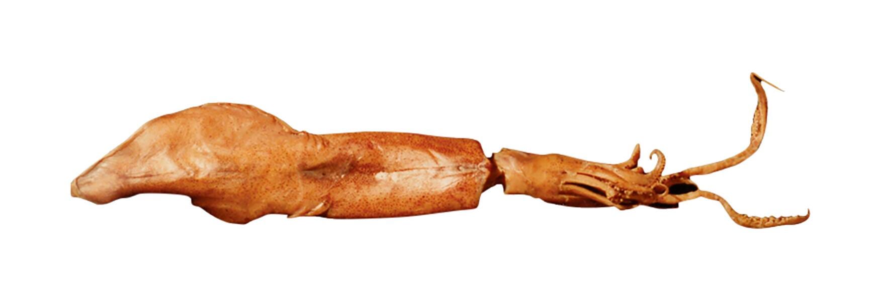 Frey Scientific Choice Plain Injected Preserved Squid, Vacuum Sealed, 5 to 8 Inches, Pack of 1, Item Number 2102646