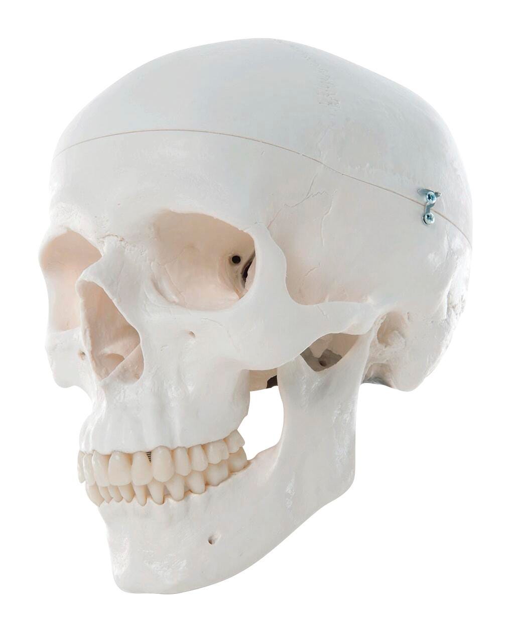 Image for Classic Skull from School Specialty