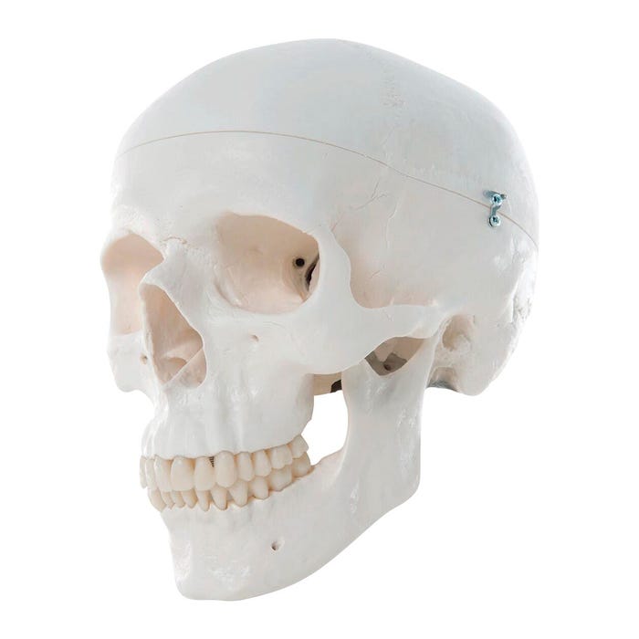 Classic Skull Model, 3 Pieces