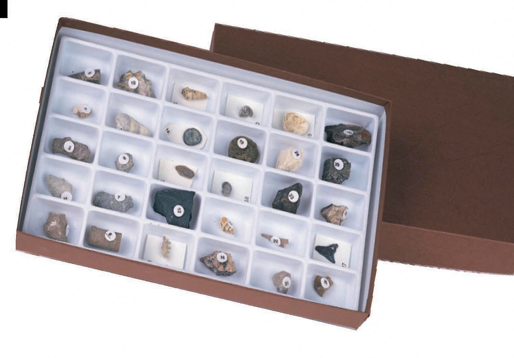 Fossils, Geologic Time, Item Number 563924