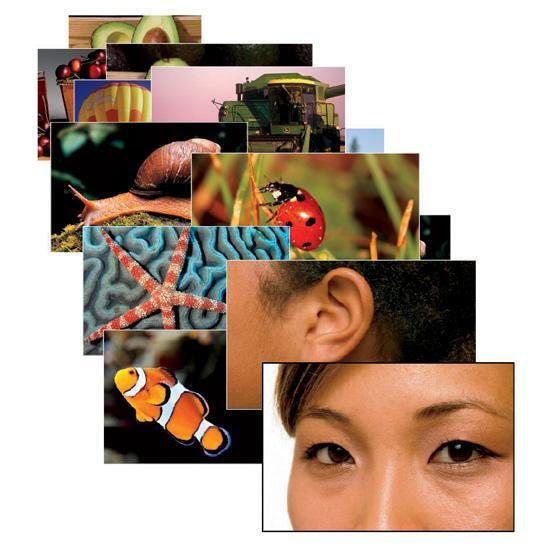 Picture Noun Cards, Set of 354 2120501