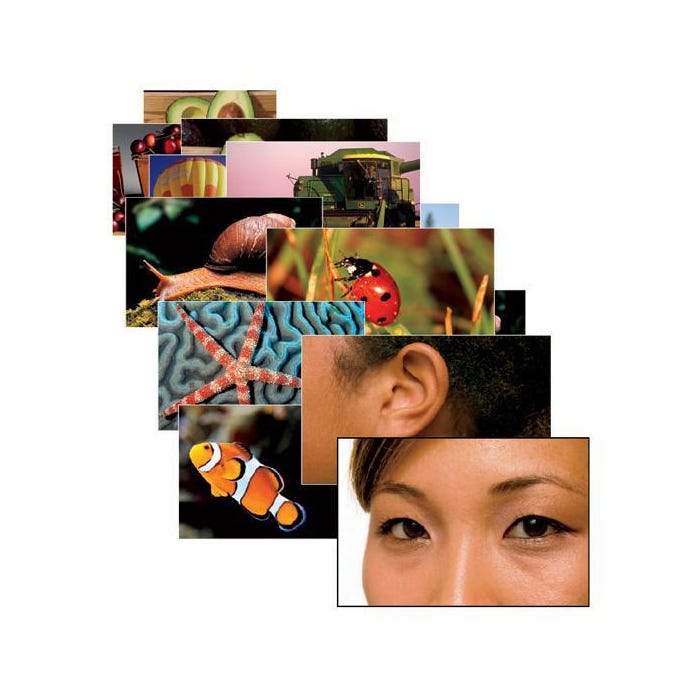 Picture Noun Cards, Set of 354