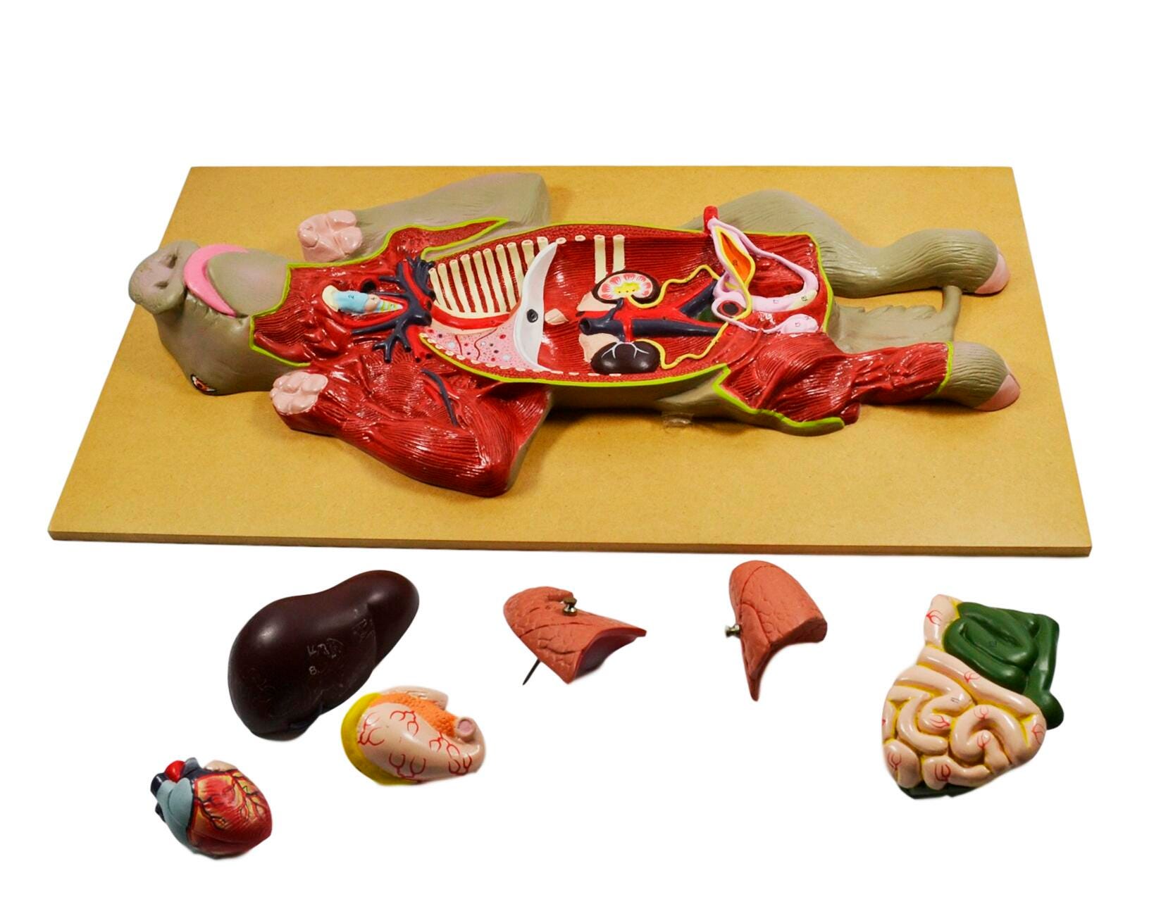 Preserved Specimen, Item Number 1589293