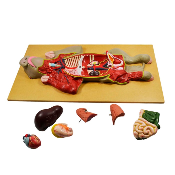 EISCO Pig Dissection Model