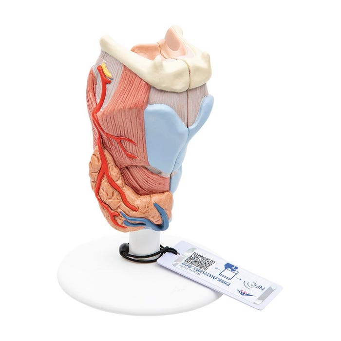 3B Scientific Larynx Model, 2 Part