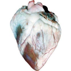 Frey Scientific Choice Preserved Sheep Organ Heart, Pack of 100, Item Number 597993
