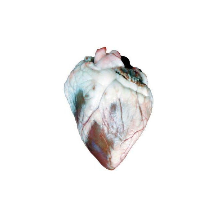 Frey Scientific Choice Preserved Sheep Heart, Wet Pail Pack of 100