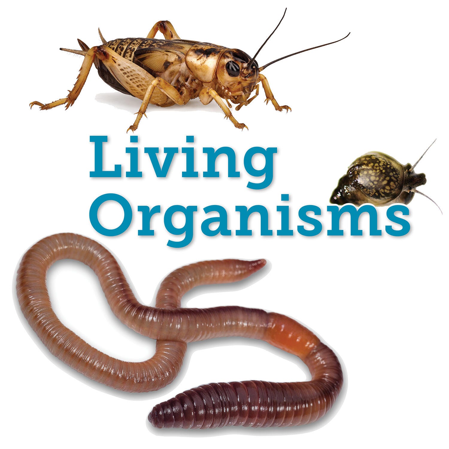 Delta Education Ant Living Material Coupon, 35 to 40 Specimens 270-0059