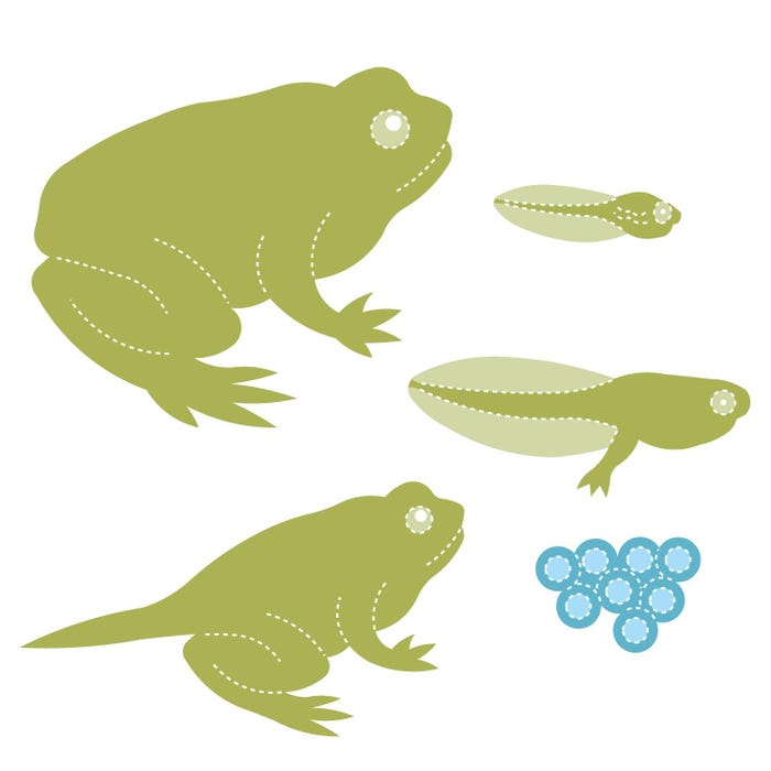 AccuCut Frog Life Cycle Dies, Large, Set of 5