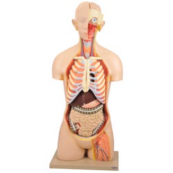 Eisco Labs Torso Model, Life-Size, 13 Parts