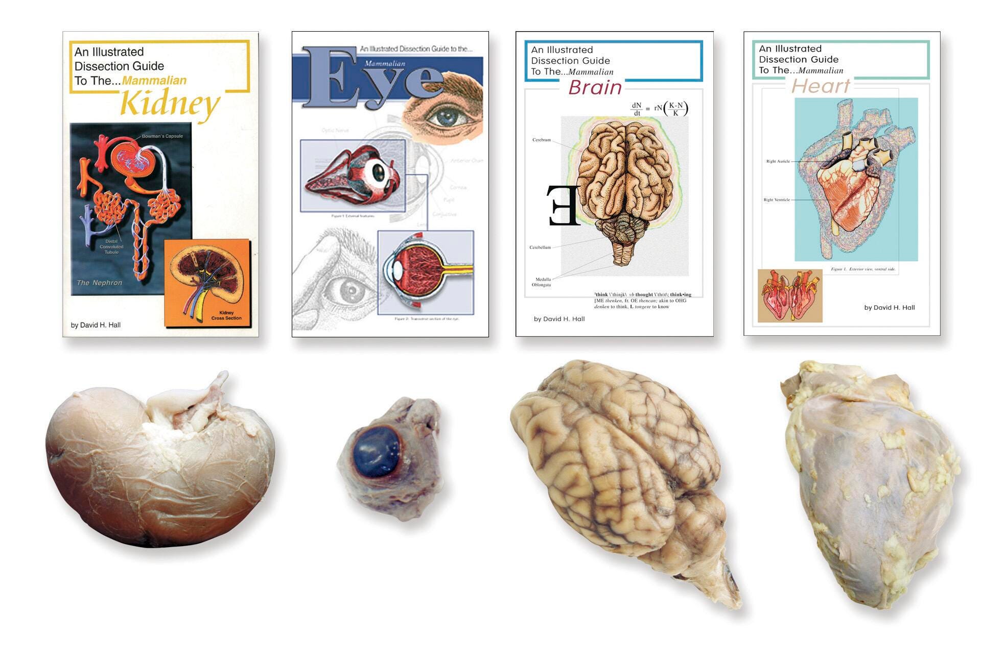 Frey Scientific Choice Preserved Sheep Organ Set, Set of 4, Item Number 598008