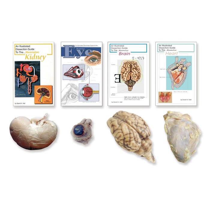 Frey Scientific Choice Preserved Sheep Organ Set, Set of 4