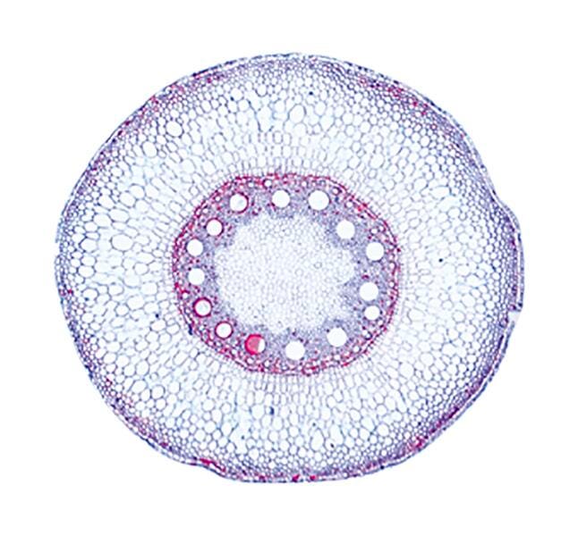 Individual Lab Slides, Item Number 567092