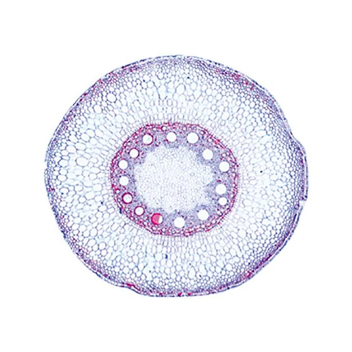 Johannes Lieder Zea Mays, Corn, Root t.s., Prepared Slide