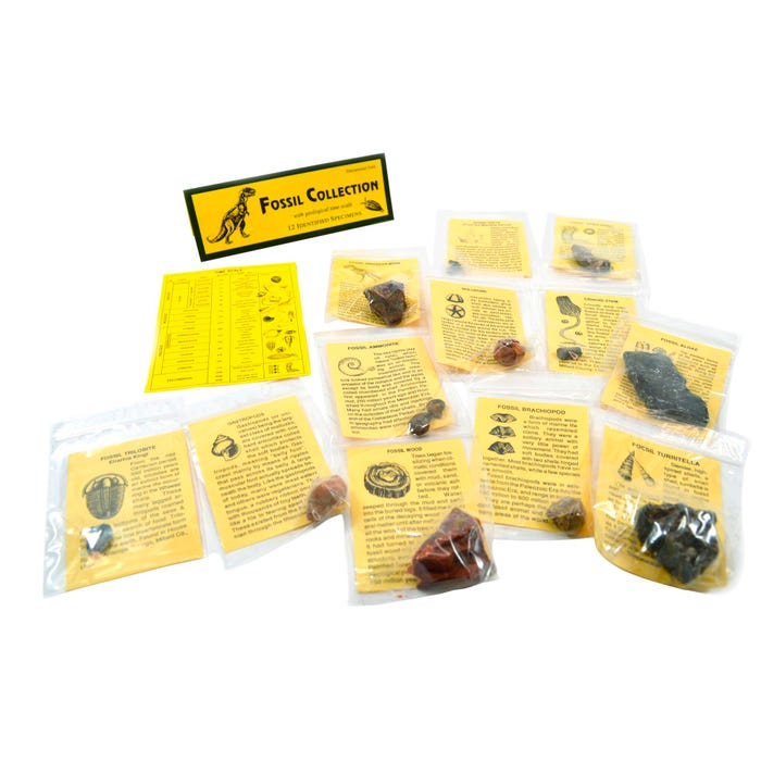 Eisco Fossil Collection, Set of 12