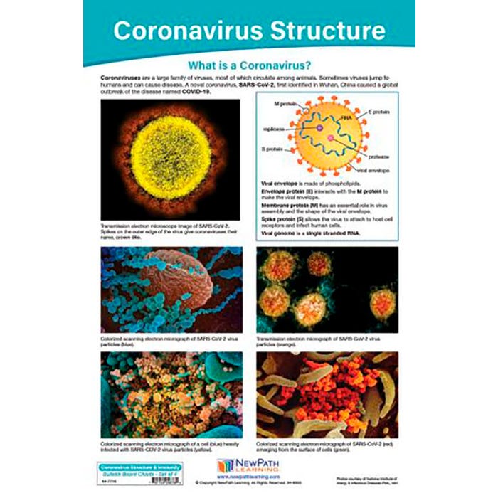 NewPath Learning Coronavirus Structure & Immunity Bulletin Board Charts - Set of 4